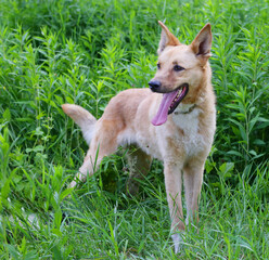 Naklejka na ściany i meble fawn shepherd dog full body photo on green grass background