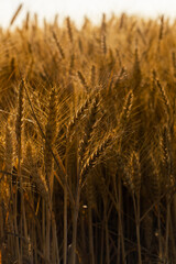 Wheat field before the summer harvest, photography of fields golden in the afternoon sun, cereals in short supply after the war in Ukraine.