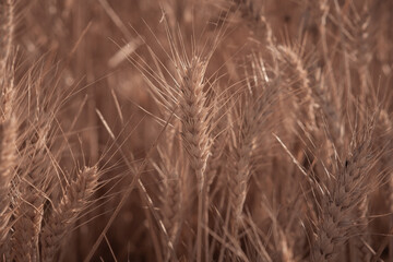 Wheat field before the summer harvest, photography of fields golden in the afternoon sun, cereals in short supply after the war in Ukraine.