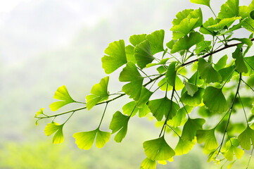 green ginkgo leaves background in spring