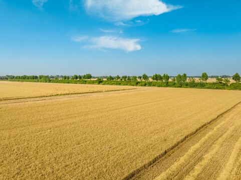 Aerial view of ripe wheat field natural landscape in farm. Yellow wheat field under blue sky.