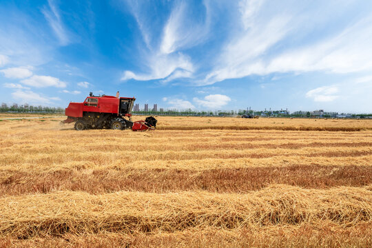 Combine harvester harvests ripe wheat. agricultural scene. Farm wheat field in harvest season.