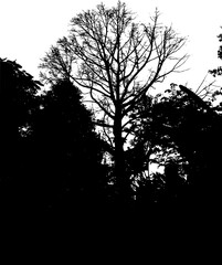 a forest silhouette illustration in black and white
