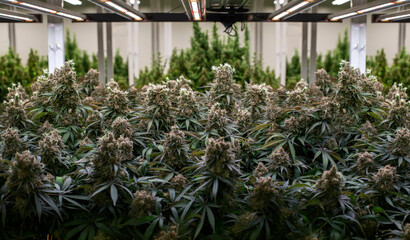 cannabis marijuana farm industry on lab with artificial