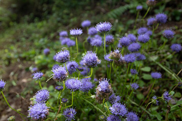 Obraz premium Blue flowers on the summer meadow