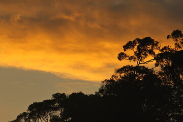 sunset in the forest