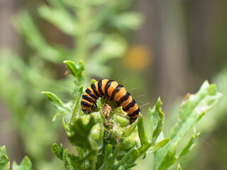 The caterpillar of the Cinnabar butterfly eats the green of the ragwort