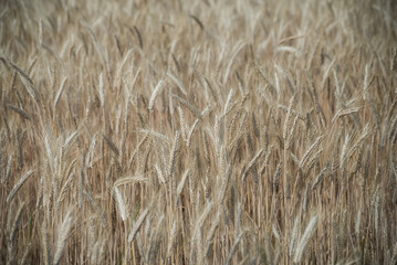 closeup of wheat field background