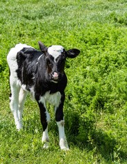 Black and white calf grazes in field. There is green grass around calf. Close-up. Spring rural landscape. Calf as representative of cattle. Private farming in village