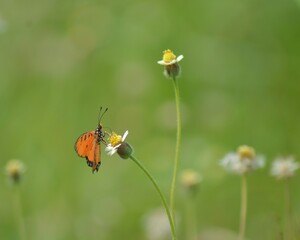 butterfly on a flower
