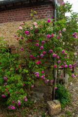 Fototapeta na wymiar Blossom of fragrant colorful roses on narrow streets of small village Gerberoy, Normandy, France