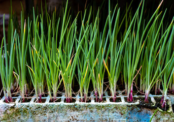 Young green organic vegetables seedlings on farmers market to sell