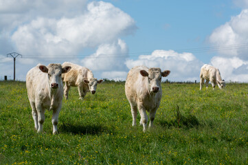 Herd of cows resting on green grass pasture, milk and cheese production in Normandy, France