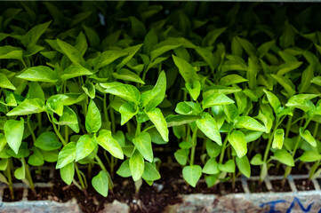Young green organic vegetables seedlings on farmers market to sell