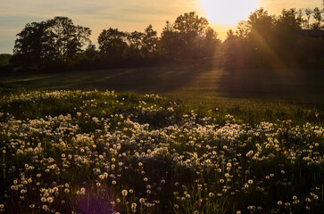 dandelions in the field near the village4