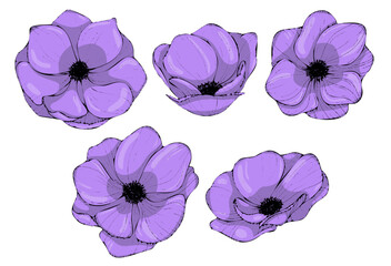 Set of flowers violet anemons, hand-drawn illustration