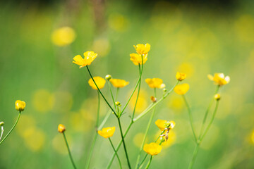 Fototapeta premium Floral green meadow with bright buds of wildflowers in focus - summer nature view