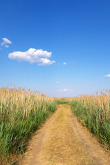 An empty road in a field of reeds. Blue sky with a lonely cloud.