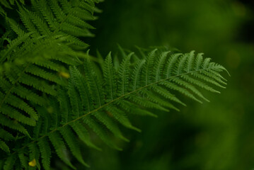Beautiful leafs of green fern in meadow or forest. 