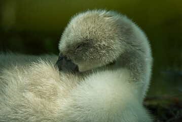 A cygnet having a snooze