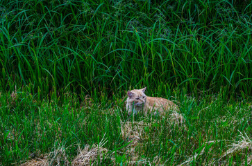 village cat in the grass in the field