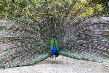 Obraz premium Closeup of peacock or blue peafowl with its spread wings