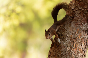 Obraz premium Squirrel on a tree