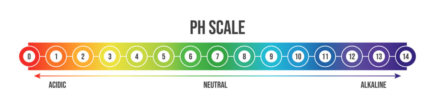 Vector illustration of pH scale isolated on white background. Color pH value scale chart meter infographic. Litmus paper indicator for acid-alkaline solution. 
