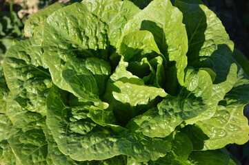 Green Romaine Lettuce in the Lettuce Field 