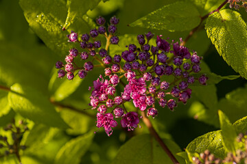 Makroaufnahmen im Garten