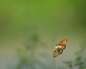 beautiful butterfly