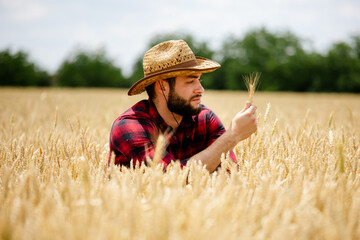 Farmer inspects the quality of wheat sprouts in the field