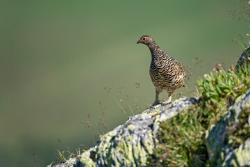Lagopède alpin (Lagopus mutus) femelle en été sur un rocher. Alpes. France