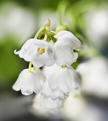 lily of the valley flowers close up