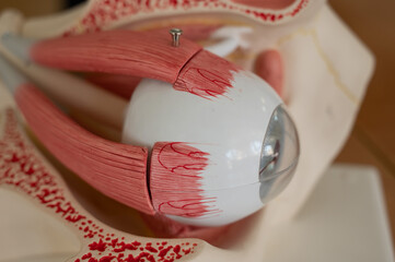 Close-up of an anatomical plastic model of the human eye. 