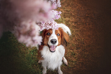 Potrait of a Kooikerhondje in the flowers. Dog sitting in white pink flower 