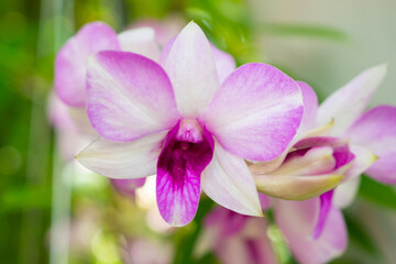 Fototapeta na wymiar Beautiful Orchid flower blooming in garden floral background