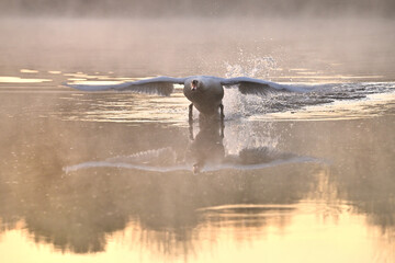 Beautiful white swan flaps its wings