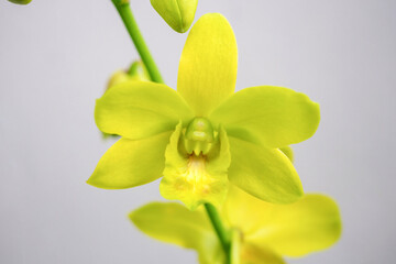 Beautiful Orchid flower blooming in garden floral background