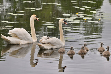 Wonderful little fluffy swans on the lake