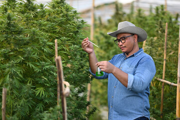 Asian male agronomist inspecting cannabis plants in greenhouse. Business agricultural and technology concept