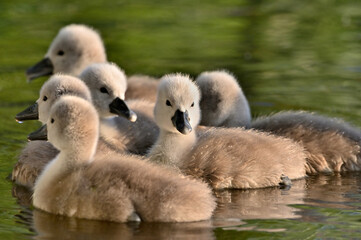 Wonderful little fluffy swans on the lake