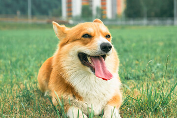 Front view of a cute corgi lying on the lawn