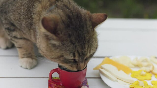 the cat drinks milk from a mug on the table