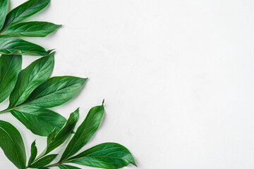 Green, juicy leaves on a light background. Top view, horizontal.