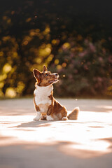 Portrait of beautiful tiger welsh corgi cardigan in lilac flower on sunrise in nature park 