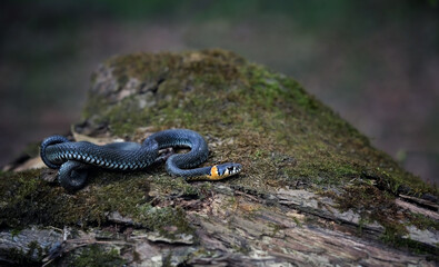 Grass snake or water snake lying on mossy tree trunk close up. portrait of Eurasian non-venomous snake (Natrix natrix). wildlife reptiles, save ecology animals life concept