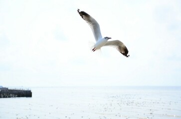 seagull in flight