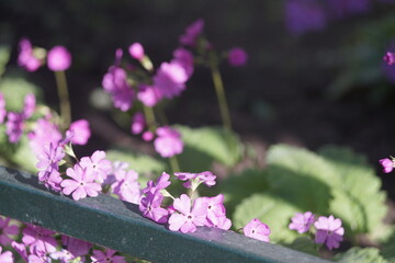 Full-color horizontal photo. Small lilac flowers are blooming. Harsh lighting in the evening sun.