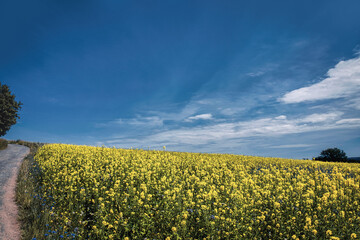 Obraz premium Feldweg mit Rapsblüte in Marburg
